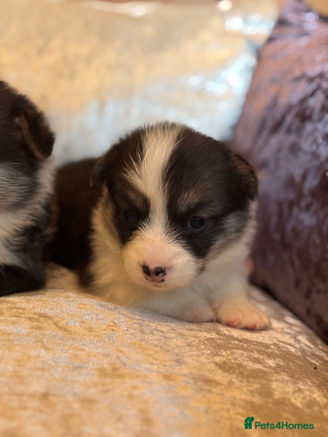 Welsh Corgi Pembroke dogs for sale: Pedigree, health tested parents, licensed breeder - Image 16
