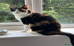 Domestic Shorthair cats for sale: Sister cats to be rehomed together! Friendly girls - Image 9