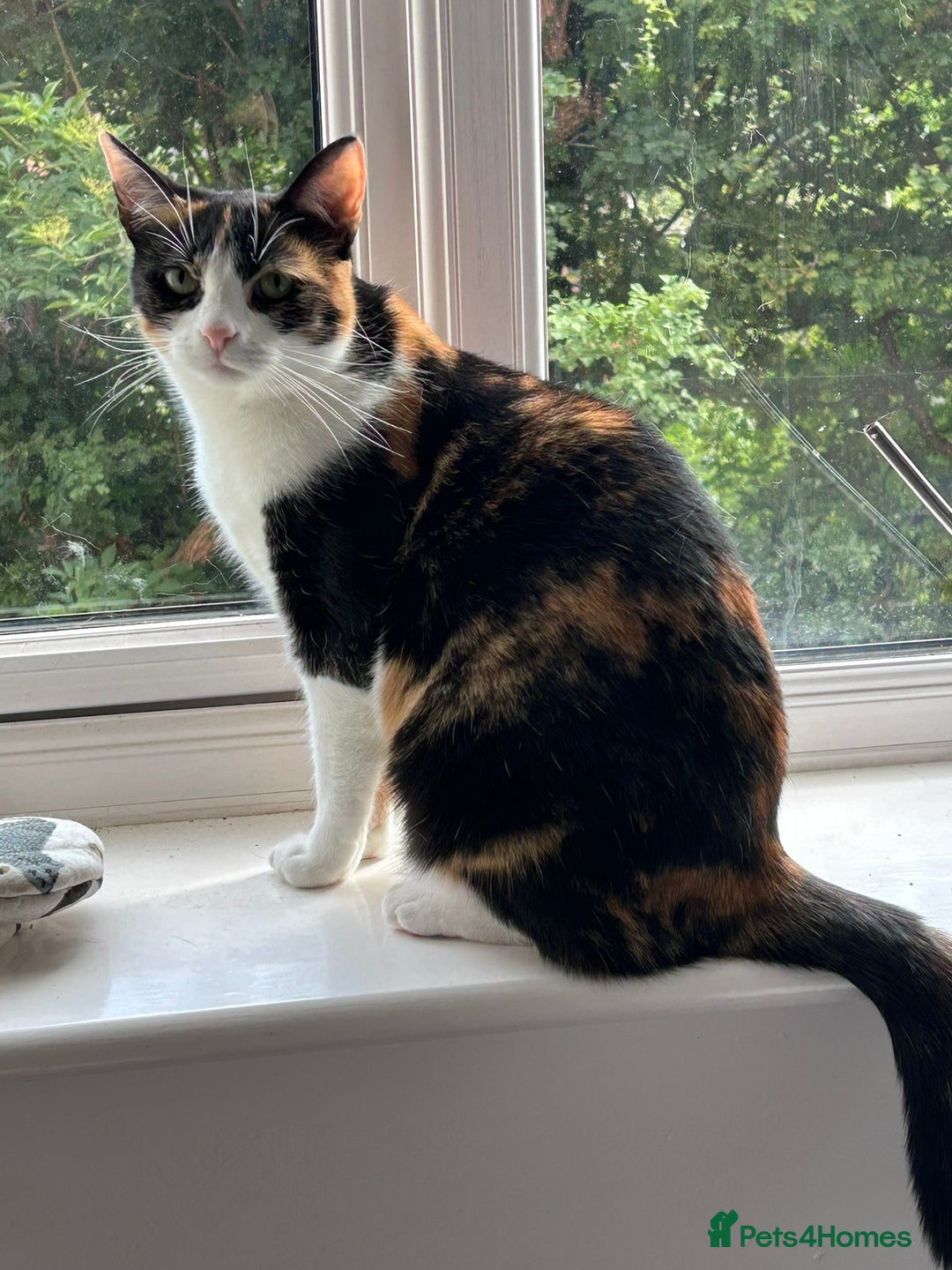 Domestic Shorthair cats for sale: Sister cats to be rehomed together! Friendly girls - Image 9