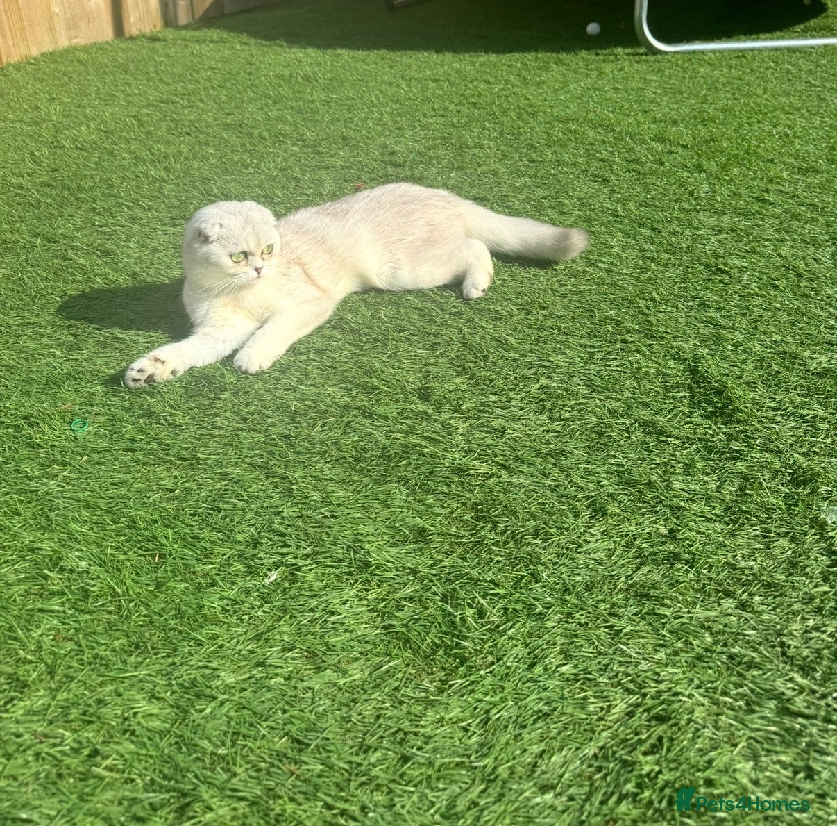 Scottish Fold cats 🐾 Scottish Fold Kittens 🐱 🐾  - Advert 1