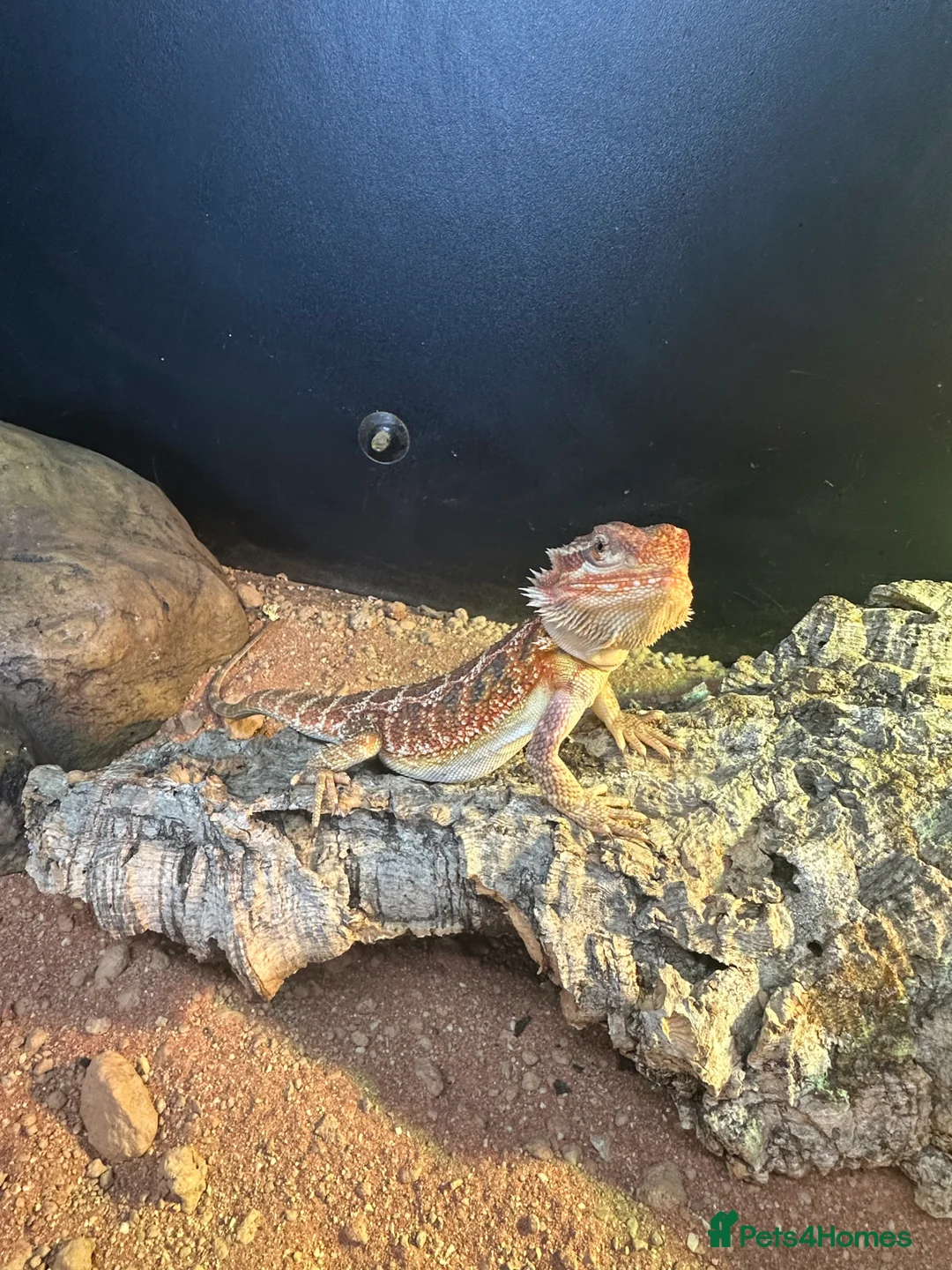 Bearded Dragon reptiles for sale: beautiful breaded dragon with set up  in Tring - Advert 1