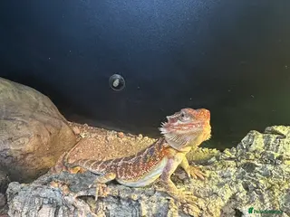 Bearded Dragon reptiles beautiful breaded dragon with set up - Advert 1