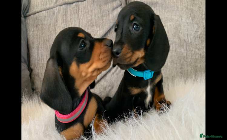Miniature Dachshund dogs - Advert 1