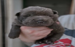 Shar Pei dogs for sale: REDUCED*READYNOW Beautiful bear/brush shar peis  - Image 20