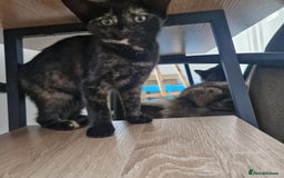 Mixed Breed cats for sale: Mixed Breed Kitten 4 - Somali female kitten for sale - Image 5