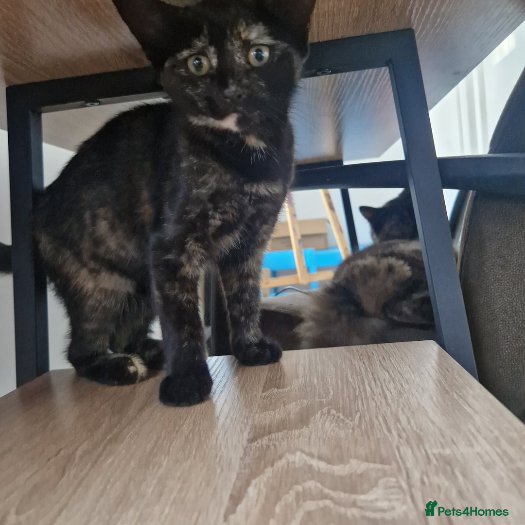 Mixed Breed cats for sale: Mixed Breed Kitten 4 - Somali female kitten for sale - Image 5