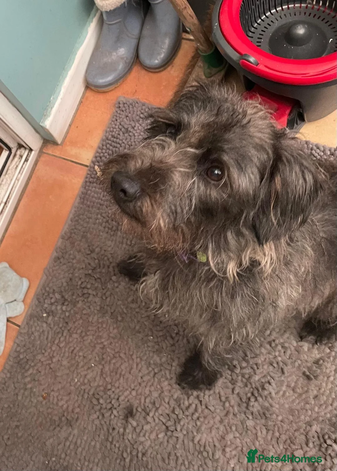 Mixed Breed dogs for sale: dog for sale in Nottingham - Advert 2