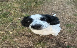 Cocker Spaniel dogs for sale: *Ready Now* Chunky Healthy Working Cocker Spaniels - Image 3
