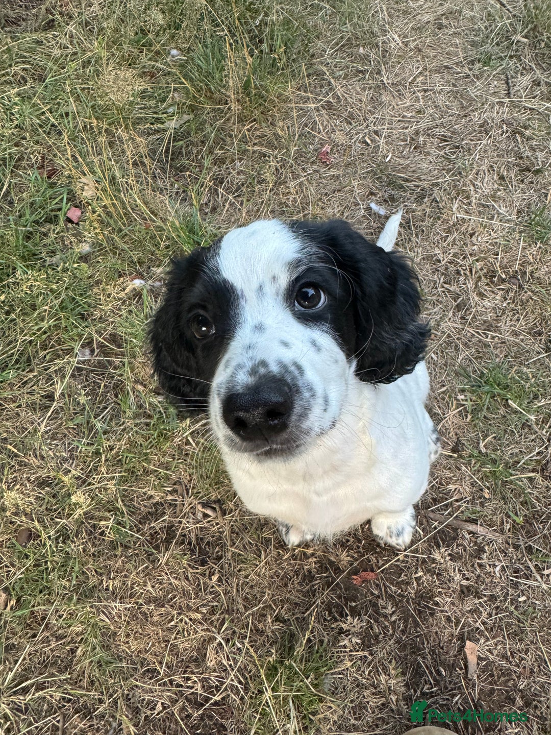 Cocker Spaniel dogs for sale: *Ready Now* Chunky Healthy Working Cocker Spaniels - Image 3