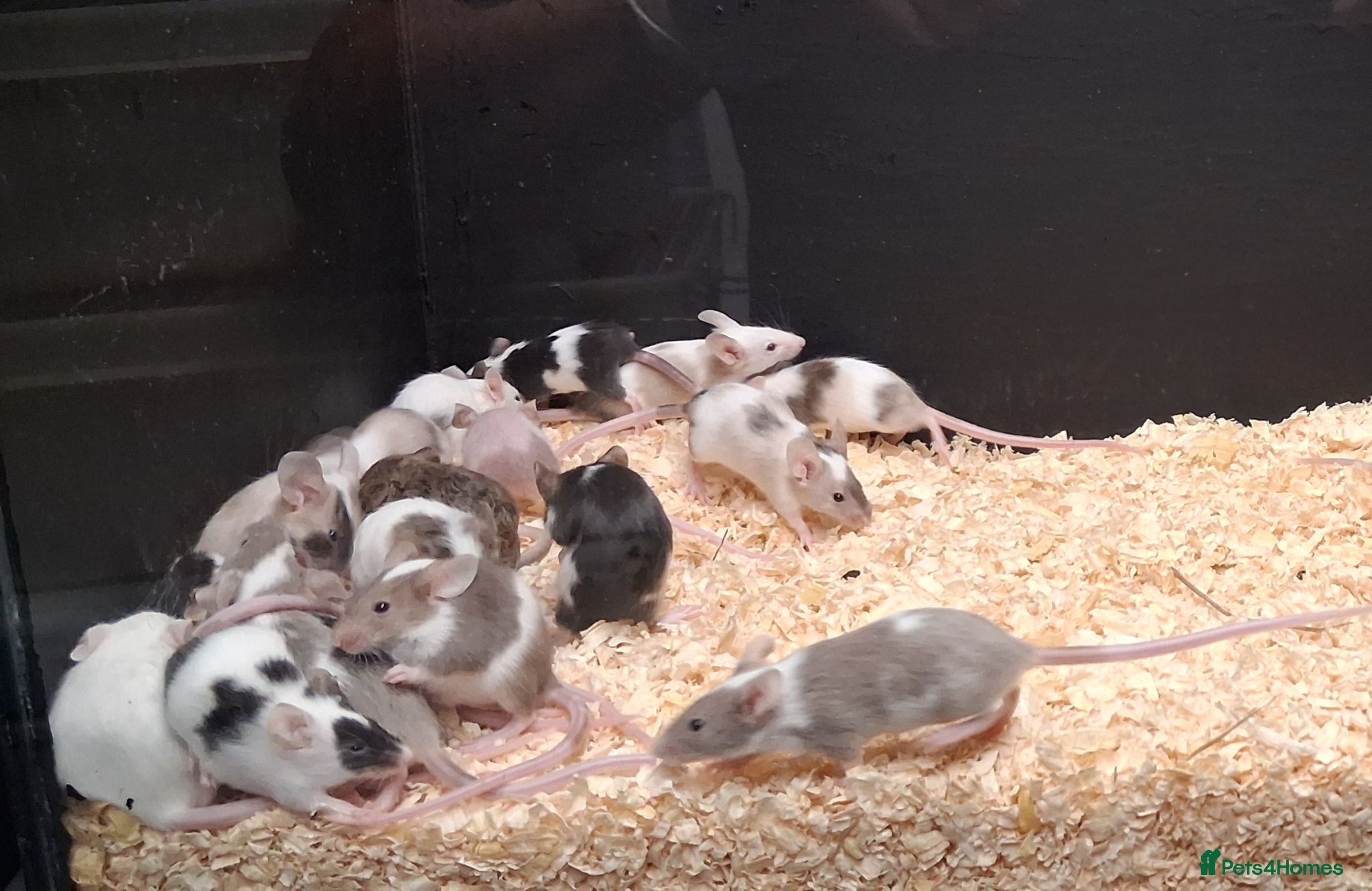 Mouse rodents Baby Fancy Female Mice - Advert 1