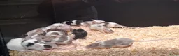 Mouse rodents for sale: Baby Fancy Female Mice - Advert 1