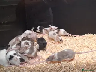 Mouse rodents for sale: Baby Fancy Female Mice - Advert 1
