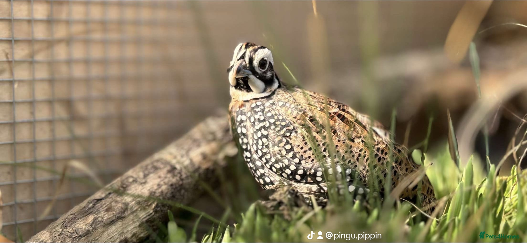 Quail poultry Montezuma quail mearns quail pre order  - Advert 1