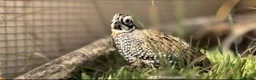 Quail poultry for sale: Montezuma quail mearns quail pre order  in Rotherham - Advert 2
