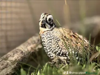 Quail poultry Montezuma quail mearns quail pre order - Advert 2