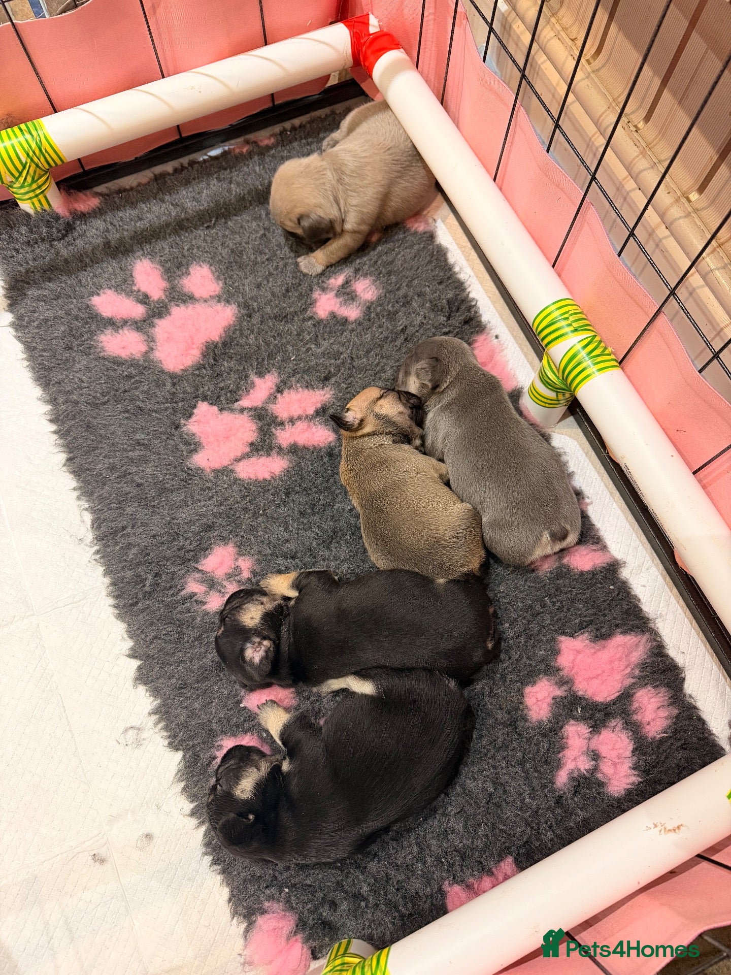 French Bulldog dogs Frenchie Pups for sale  - Advert 5