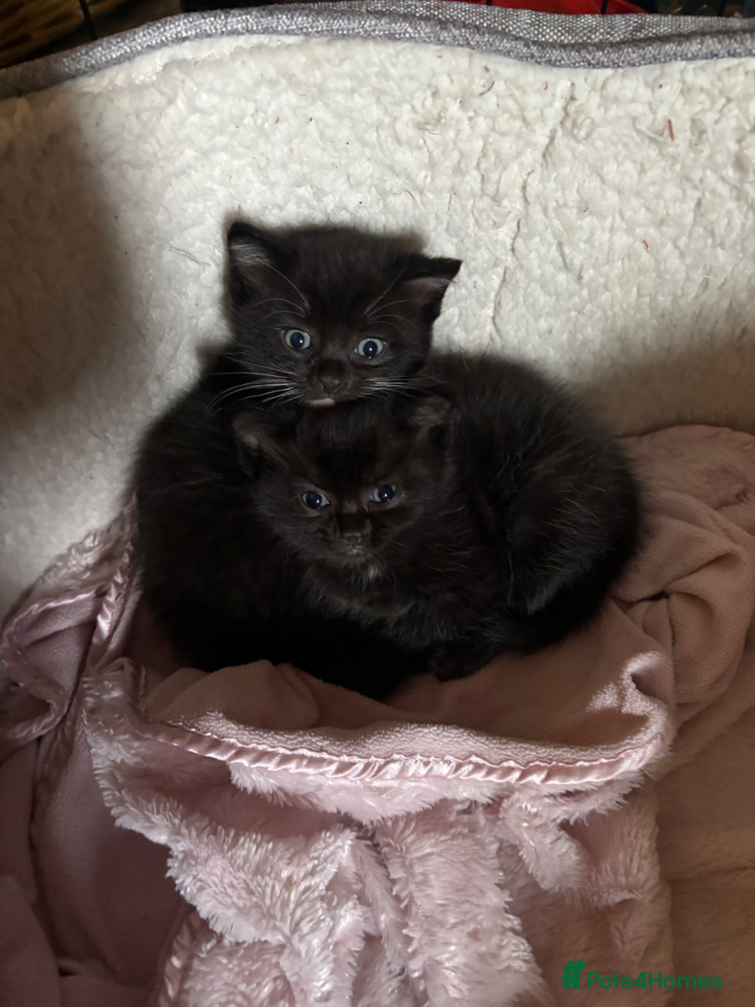 Ragdoll cats Half Ragdoll Kittens looking for new homes  - Advert 18