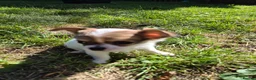 Chihuahua dogs for sale: Stunning Long-Haired Chihuahua Puppies in Guildford - Advert 20