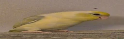 Mixed Breed birds for sale: Young American Yellow Black eyed Parrolet - Advert 4