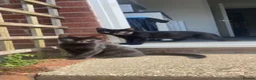 Mixed Breed cats for sale: Mixed gender black kittens  - Advert 2