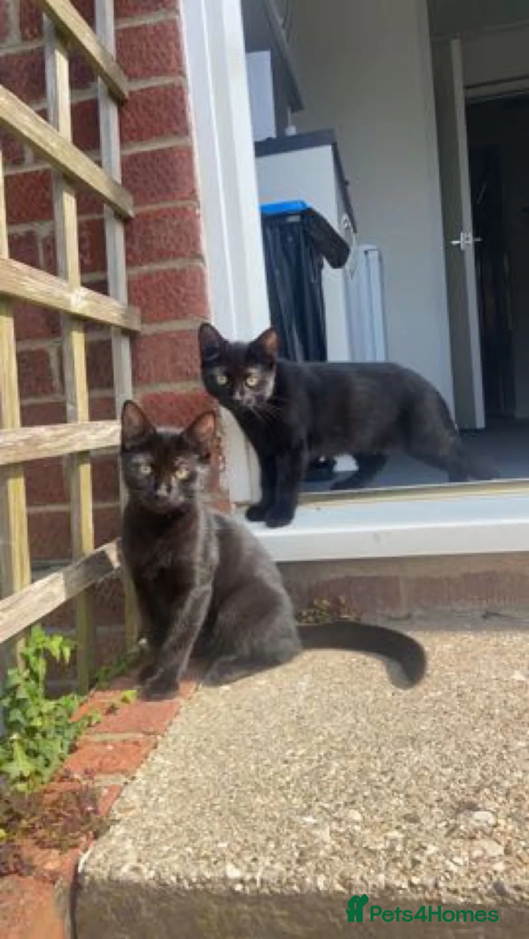 Mixed Breed cats for sale: Mixed gender black kittens  - Advert 2