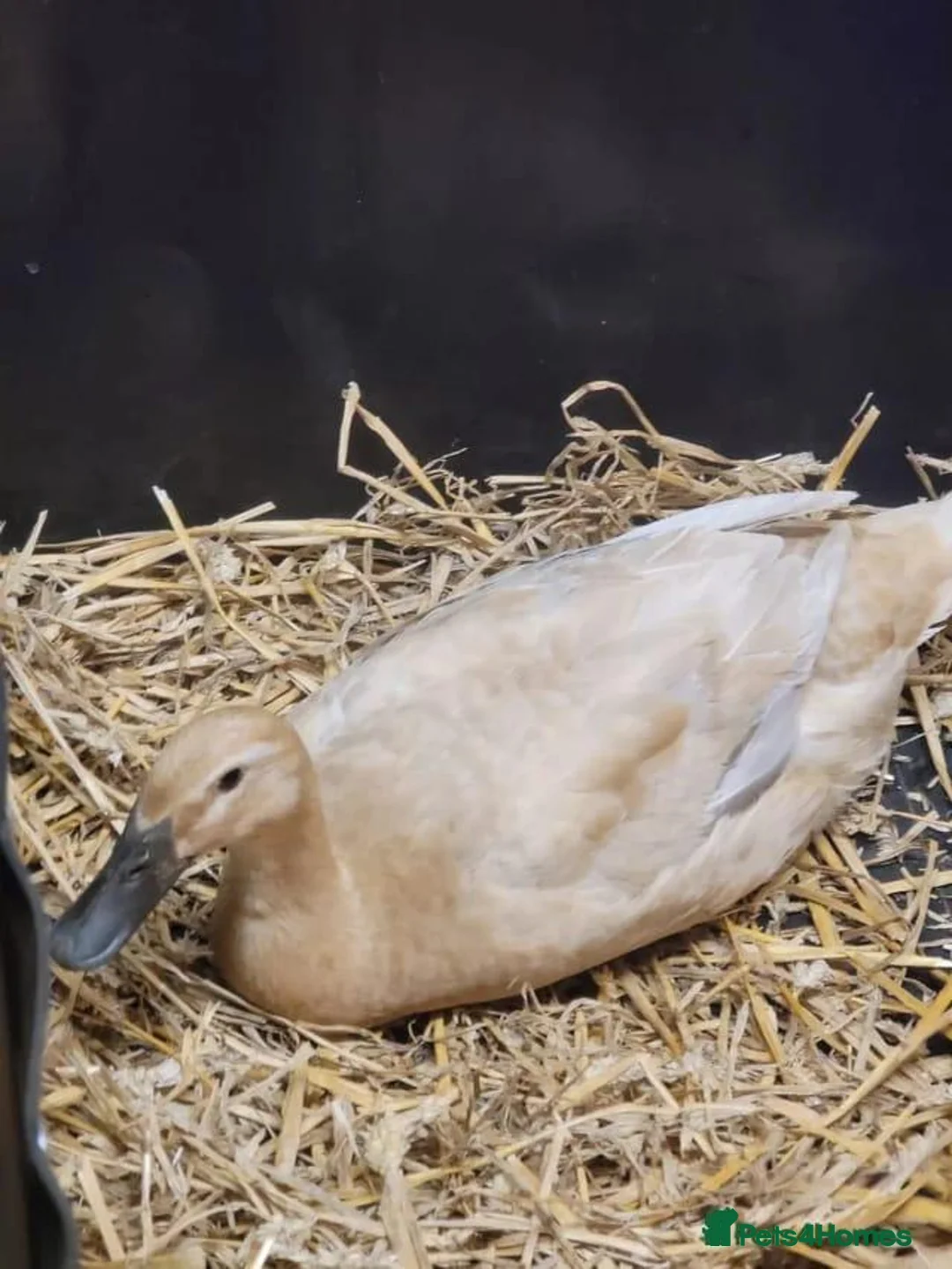 Ducks poultry for sale: Female Point Of Lay Pure Bred Indian Runner Ducks - Advert 7