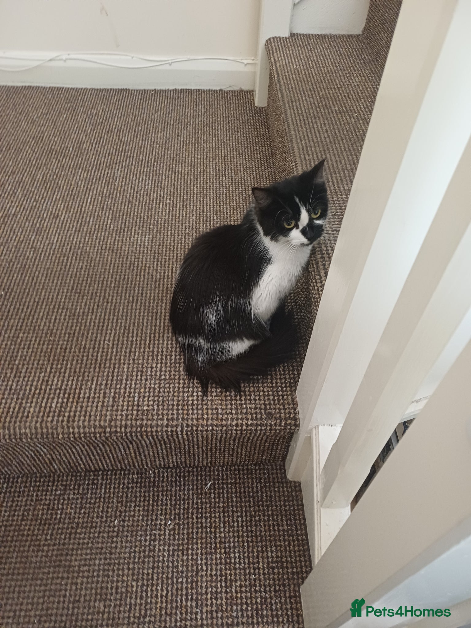 Domestic Shorthair cats Mother cat and 5month old kitten - Advert 12