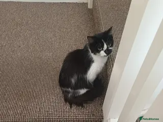 Domestic Shorthair cats Mother cat and 5month old kitten - Advert 12