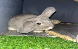 Mixed Breed rabbits for sale: Rufus and Teddy  - Advert 6