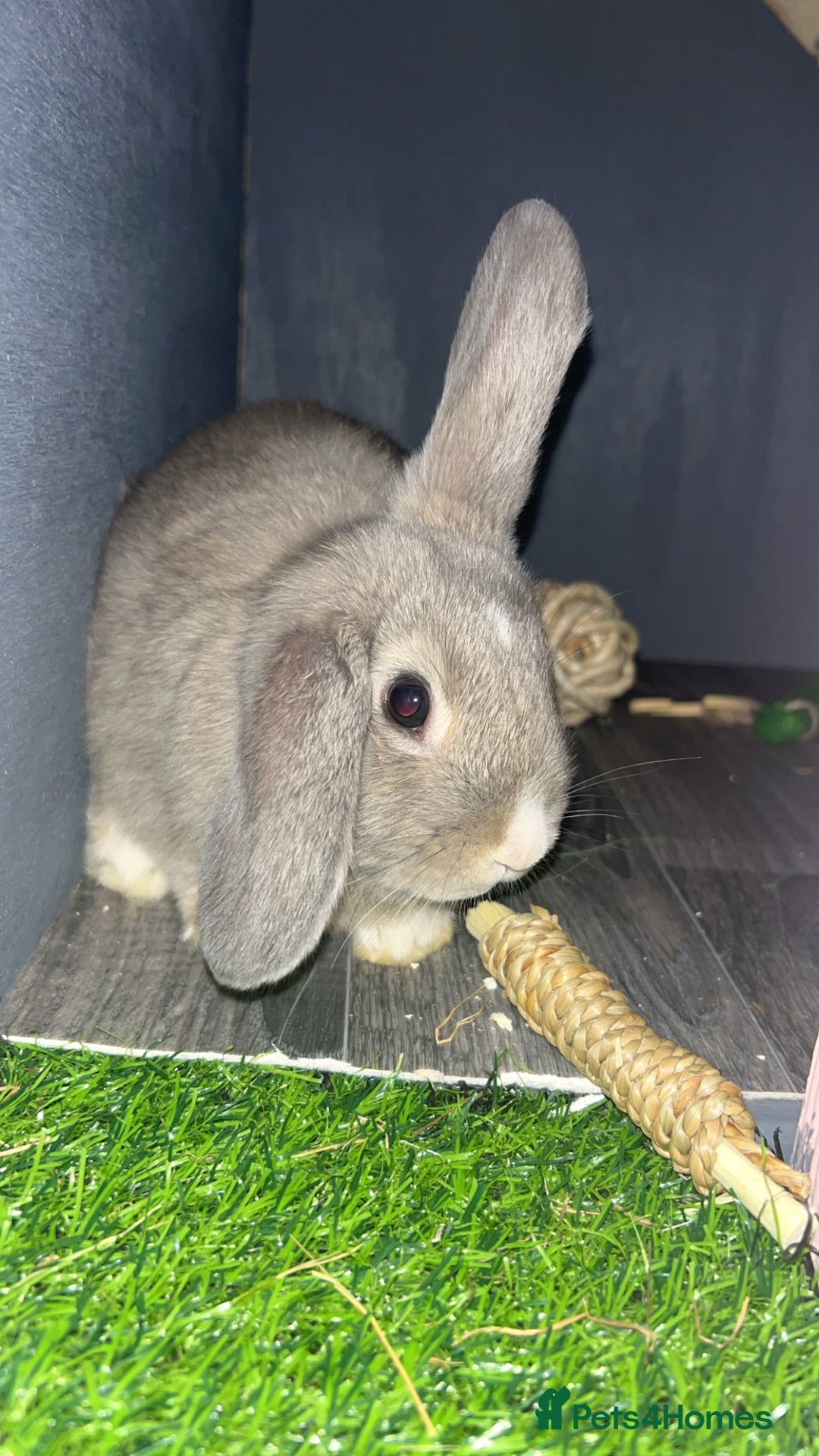 Mixed Breed rabbits for sale: Rufus and Teddy  - Advert 6