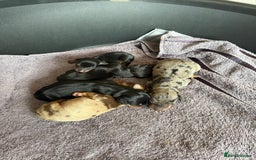 Dachshund dogs for sale: Litter of standard Dachshund  - Image 4