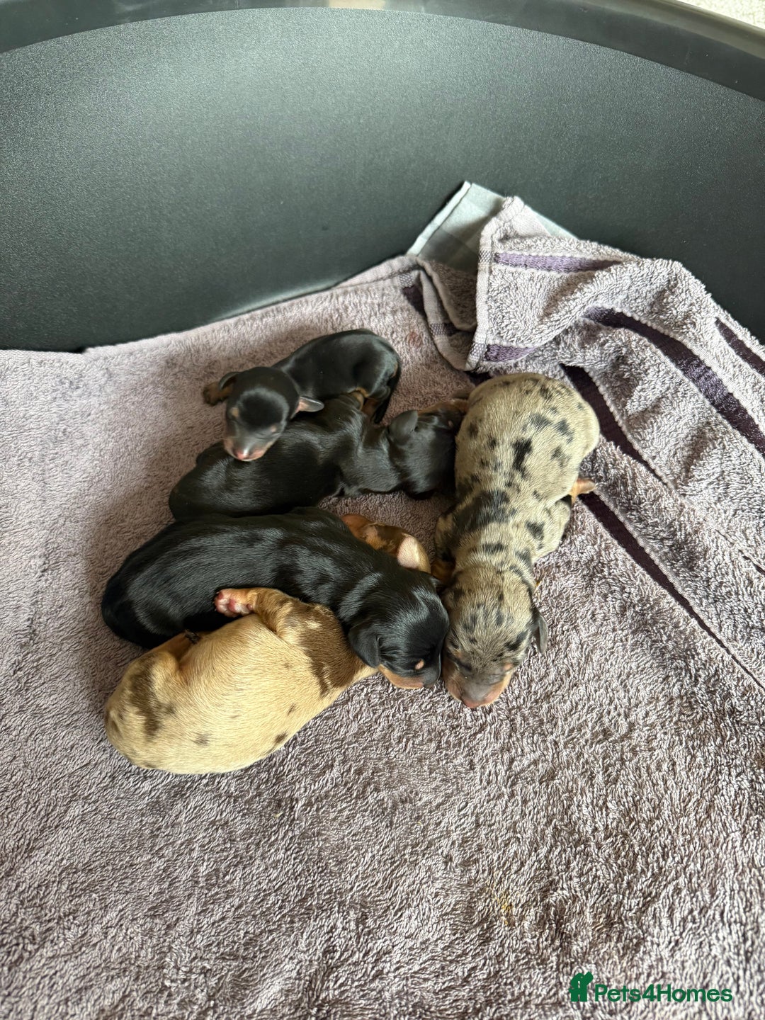 Dachshund dogs for sale: Litter of standard Dachshund  - Image 4