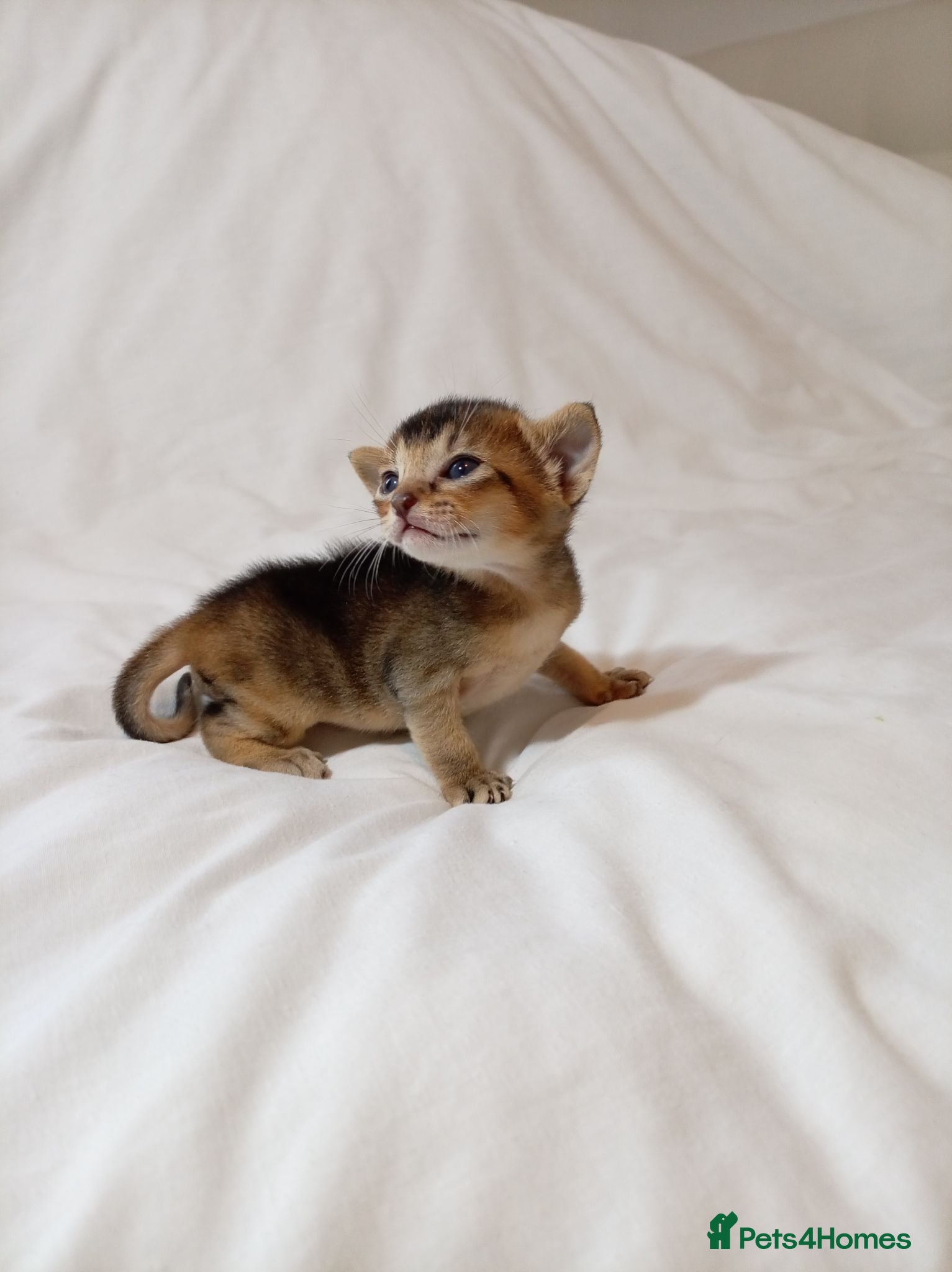 Mixed Breed cats Abyssinian X from outcross programme - Advert 4