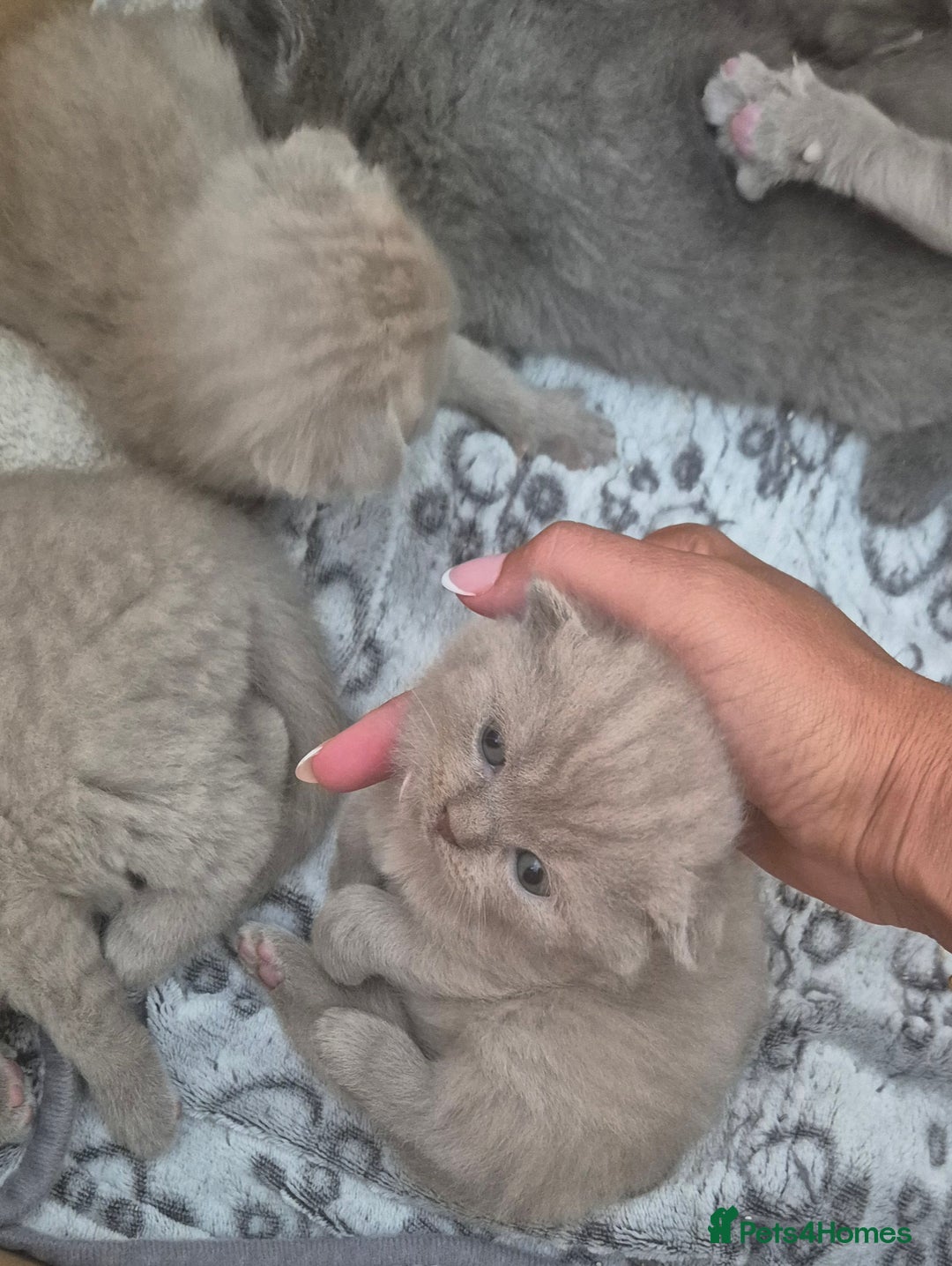 Scottish Fold cats for sale: Scottish fold and straight kittens  - Image 8
