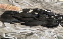 Sprocker dogs for sale: Sprocker Spaniels  - Image 3
