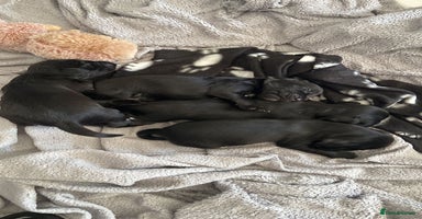 Sprocker dogs - Advert 8