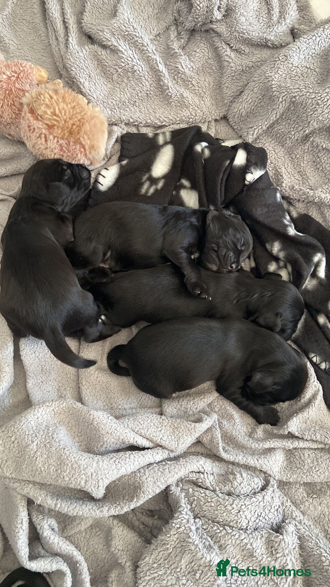Sprocker dogs for sale: Sprocker Spaniels  - Image 3