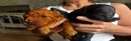 Cavapoo dogs for sale: Cavapoo puppies  - Advert 6