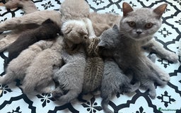 British Shorthair cats for sale: British Shorthair Champion Line kittens 🏆🥇😻 - Image 27