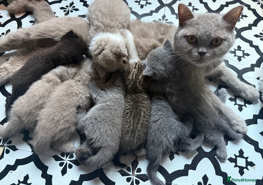 British Shorthair cats for sale: British Shorthair Champion Line kittens 🏆🥇😻 - Image 27