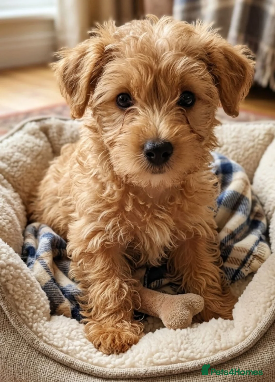 Maltese dogs for sale: 5 F1 cockapoo and Maltese Puppies 8 Weeks Old  - Advert 2