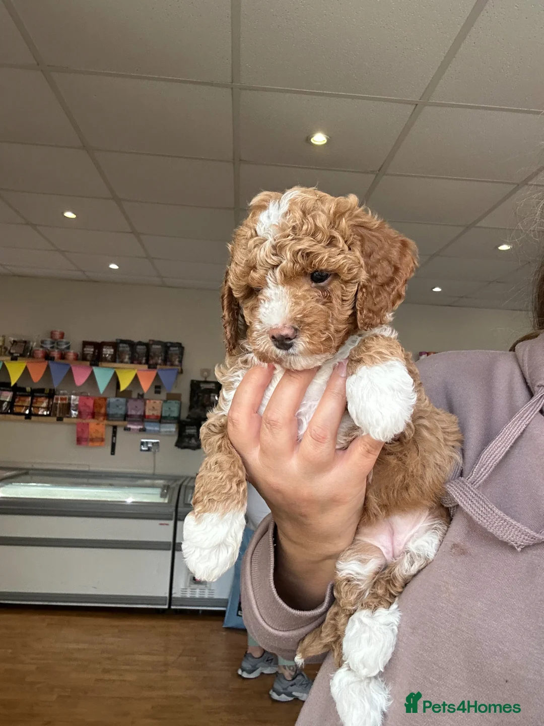 Poochon dogs for sale: Adorable Poochon puppies  - Advert 2
