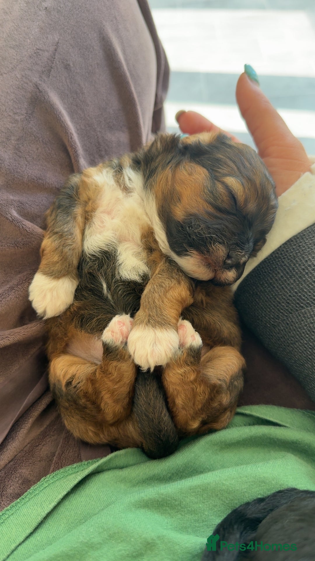 Shihpoo dogs for sale: Gorgeous Shihpoo pups for sale  - Image 7