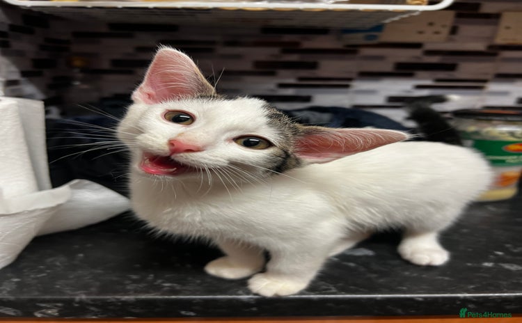 Mixed Breed cats - Advert 14