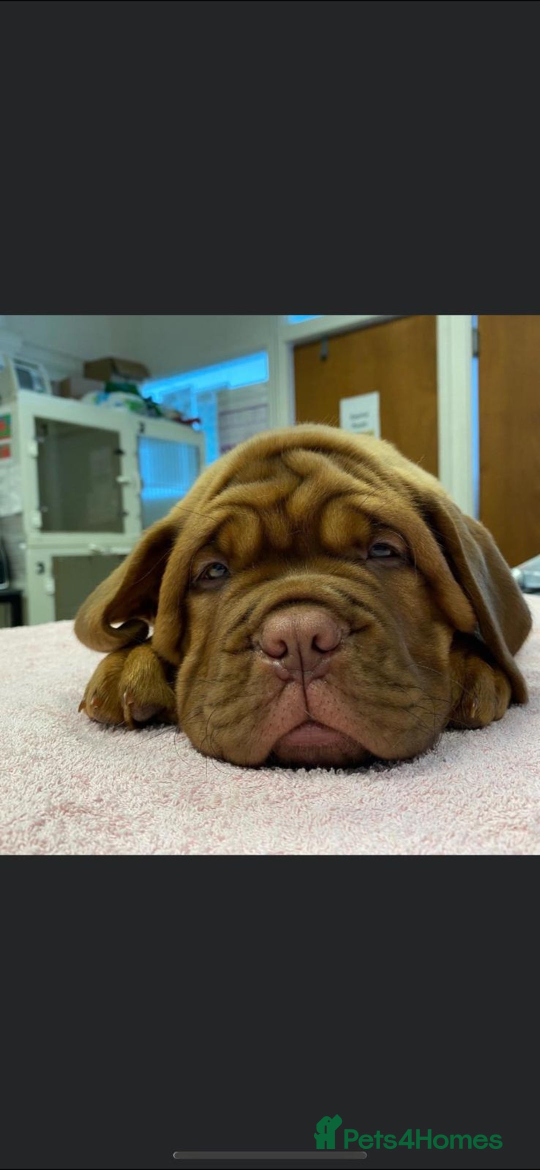 Dogue De Bordeaux dogs for sale: Stunning little of Dogue De Bordeaux puppies  - Advert 16