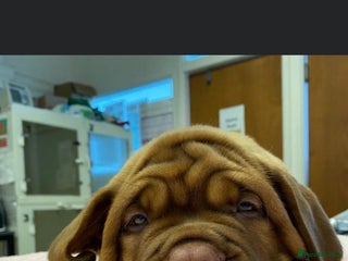 Dogue De Bordeaux dogs Stunning little of Dogue De Bordeaux puppies - Advert 1