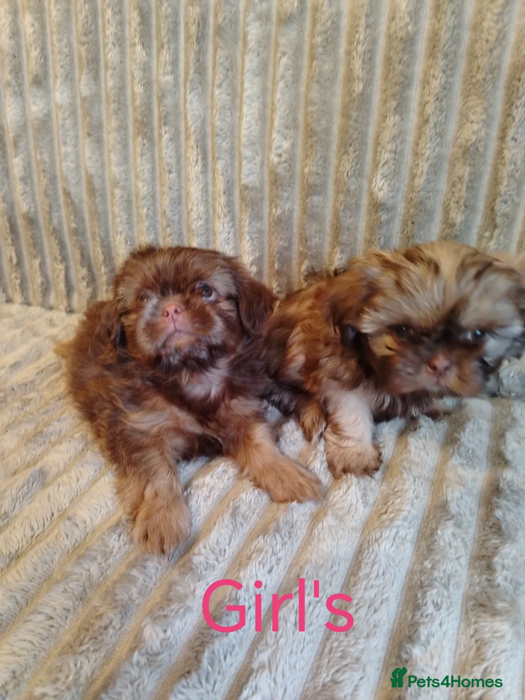 Shih Tzu dogs for sale: Beautiful imperial shih tzu babies  - Advert 8