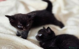 British Shorthair cats for sale: Black and tuxedo baby kittens in Bicester - Image 24