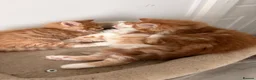 Mixed Breed cats for sale: Adorable fluffy ginger and white kittens - Advert 18