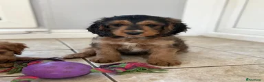 Cockapoo 6